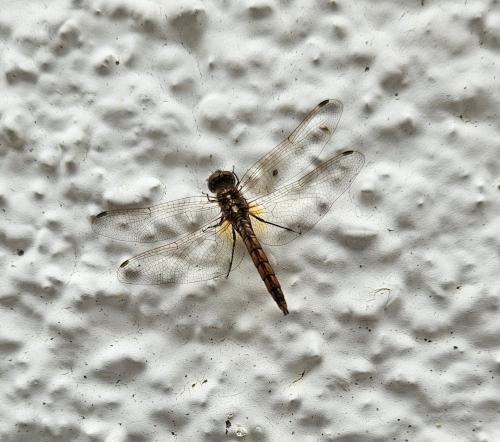 Trithemis annulata